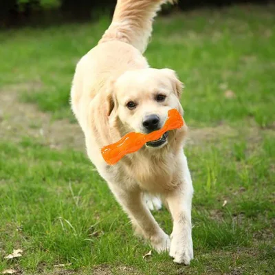 Spielzeug Tennis Bissfester Ball Haustierspielzeug Hund 10-teiliges Set Andere Haustierprodukte Kauspielzeug